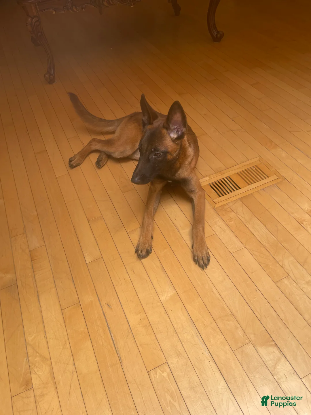 Belgian Malinois dogs for sale: Belgian Malinois 1 - Ad 2