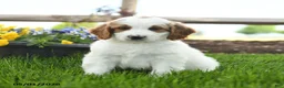 Goldendoodle dogs for sale: Trevor - Ad 1