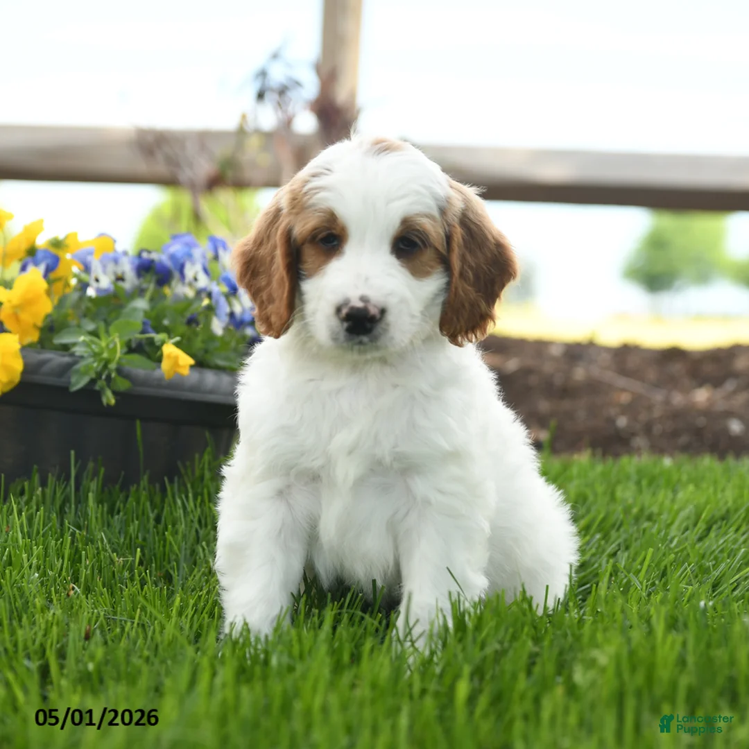 Goldendoodle dogs for sale: Trevor - Ad 1