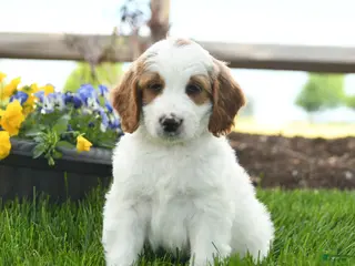 Goldendoodle dogs for sale: Trevor - Ad 2