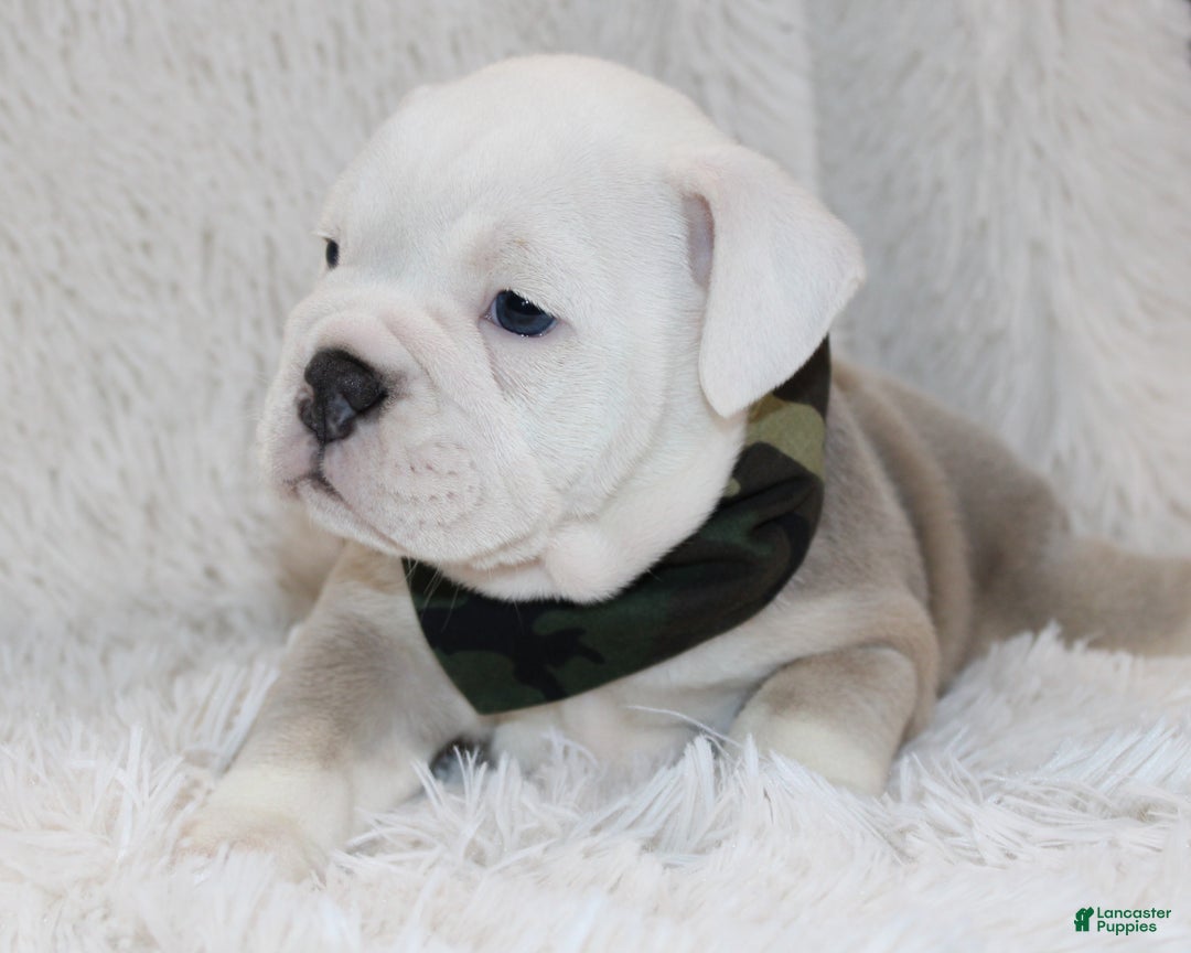 English Bulldog dogs for sale: Reece - Ad 1