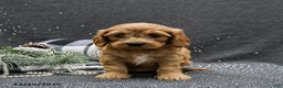 Cavapoo dogs for sale: Princess - Ad 3