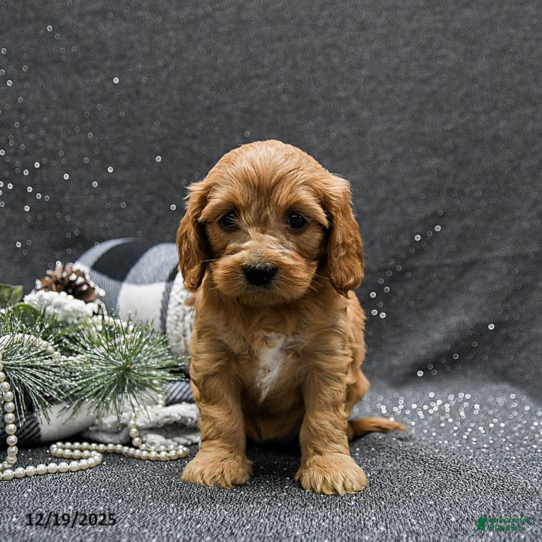 Cavapoo dogs for sale: Princess - Ad 3