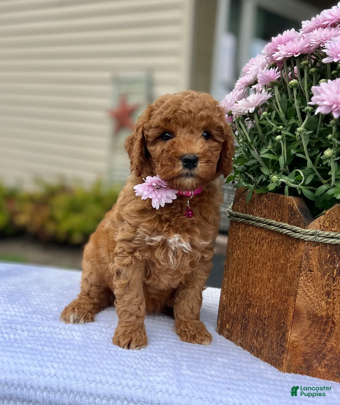 Mini Goldendoodle dogs for sale: Sadie - Ad 1
