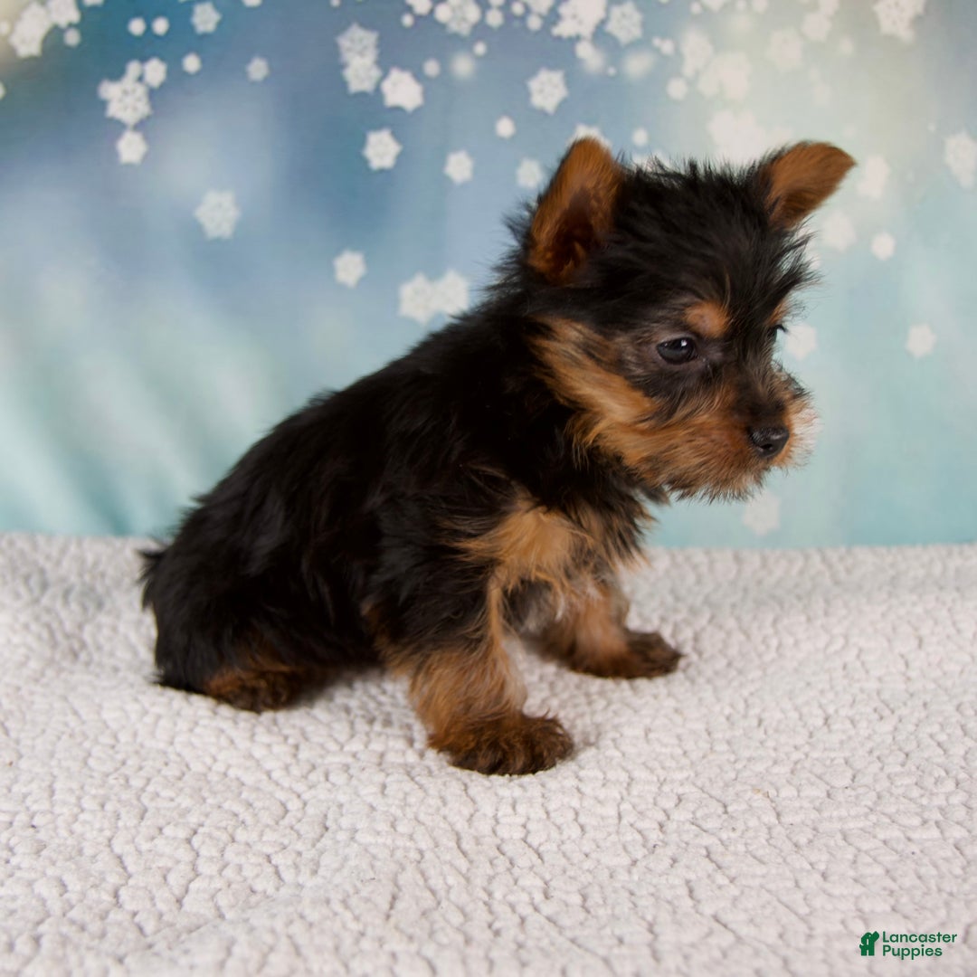 Yorkshire Terrier dogs for sale: Holly - Ad 4