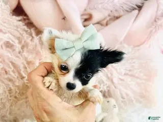 Chihuahua dogs Chihuahua Puppy 1 - Ad 23