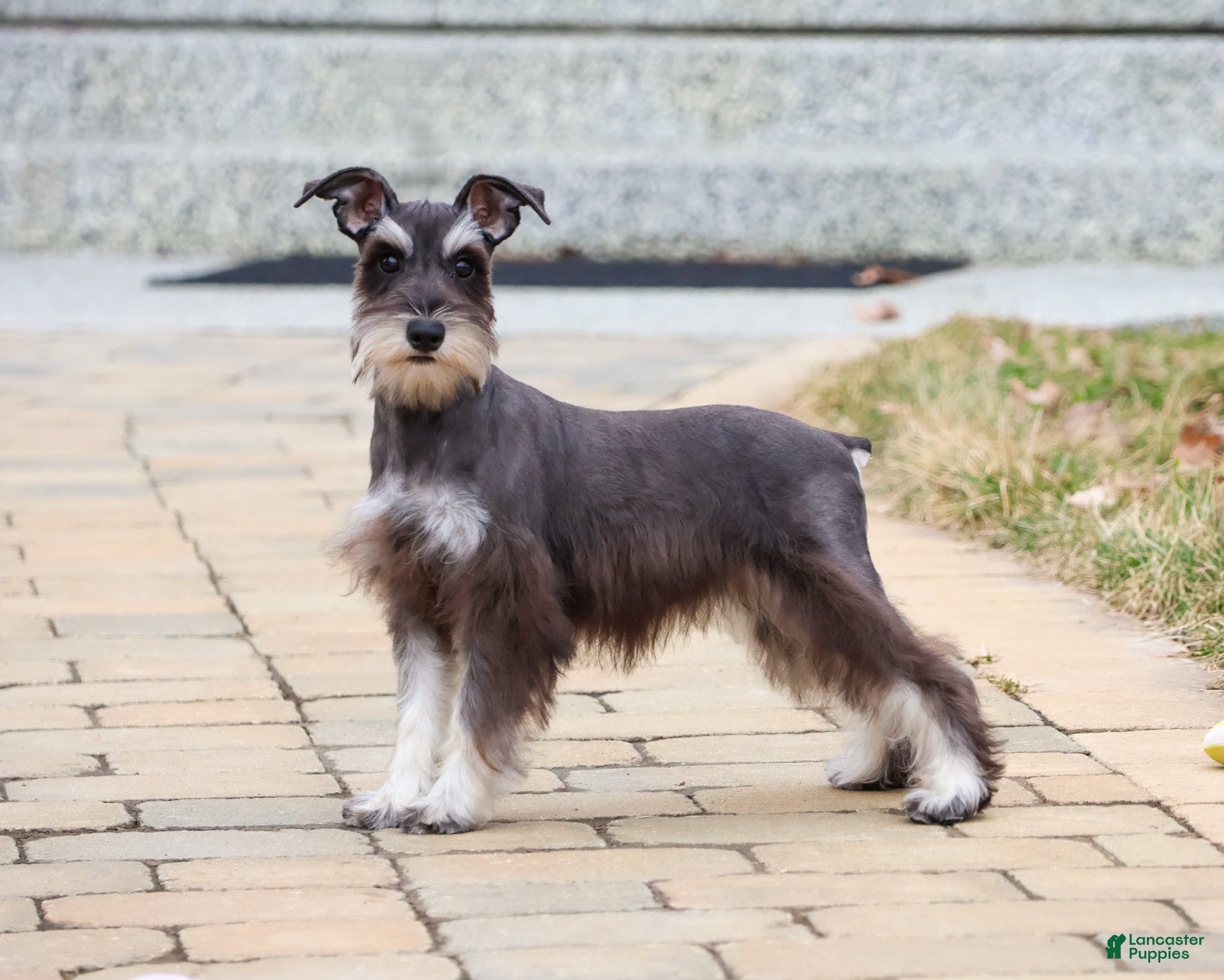 Miniature Schnauzer dogs Esperanza  - Ad 35