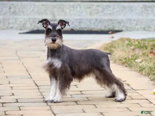 Miniature Schnauzer dogs Esperanza - Ad 35