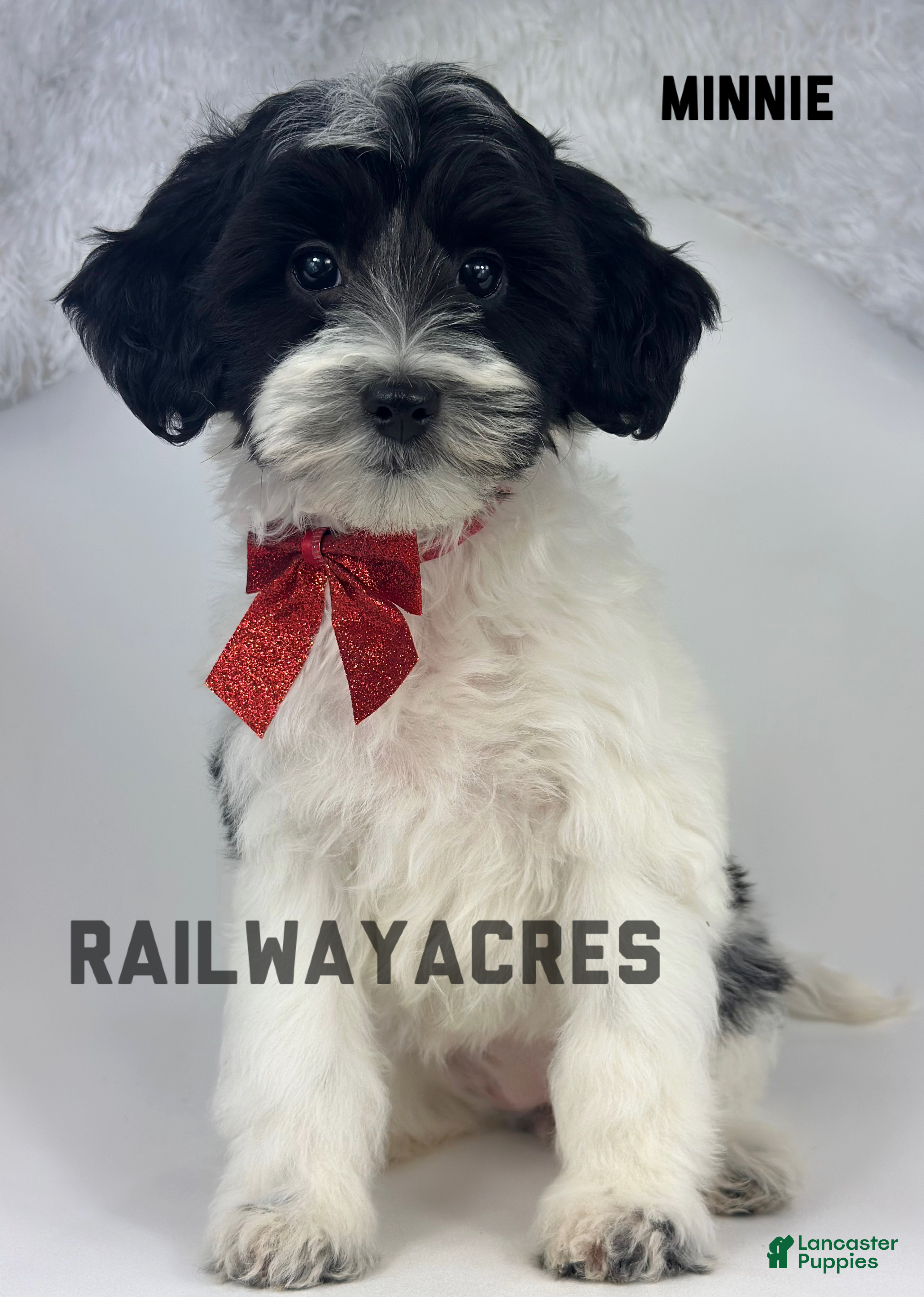 Mixed Breed dogs Minnie - Ad 33