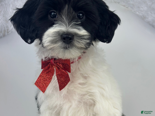 Mixed Breed dogs Minnie - Ad 33