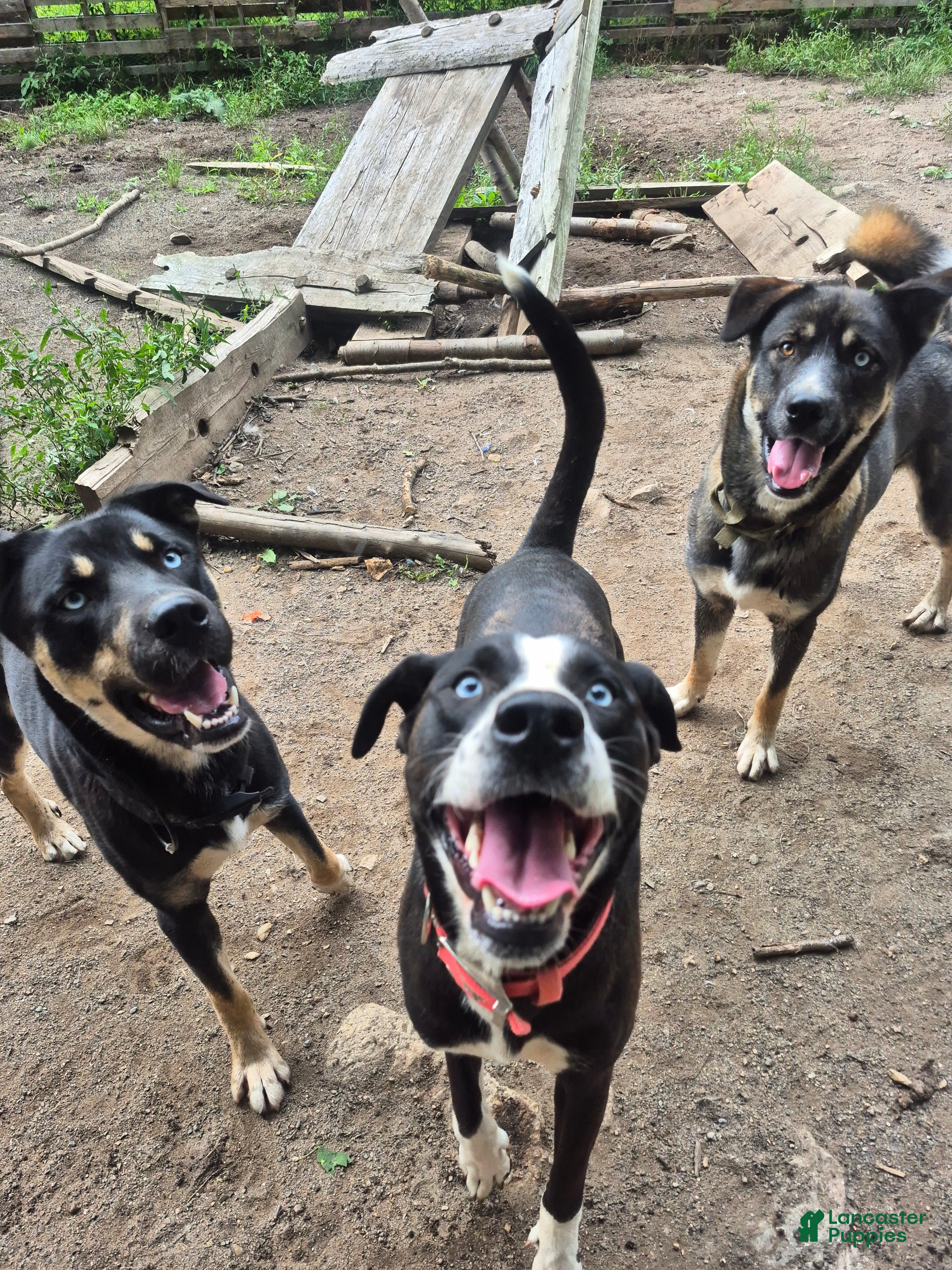 Mixed Breed dogs for sale: Rollo - Ad 2