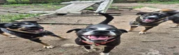 Mixed Breed dogs for sale: Rollo - Ad 6