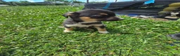 Mixed Breed dogs for sale: Icing - Ad 2