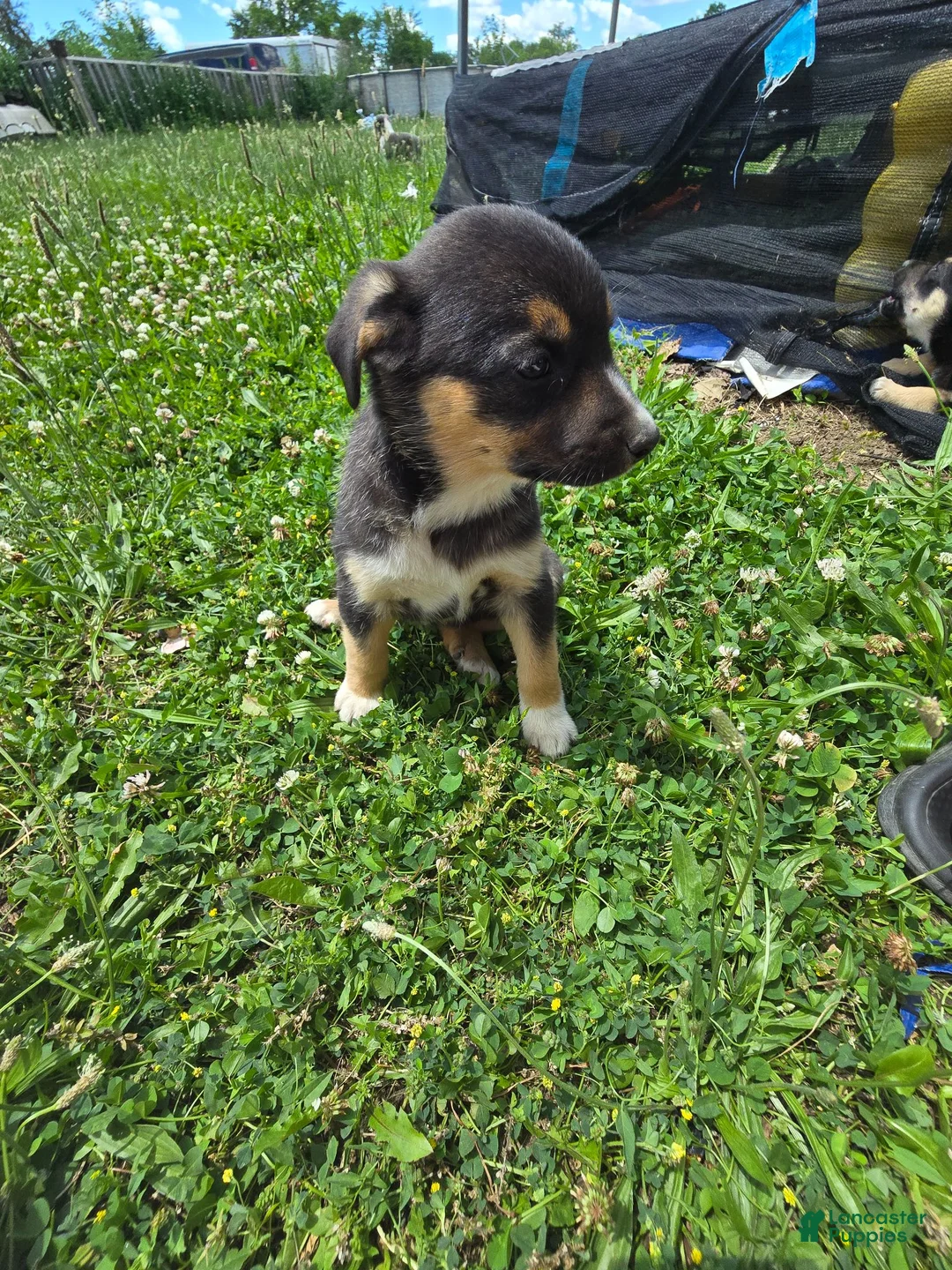 Mixed Breed dogs for sale: Icing - Ad 2