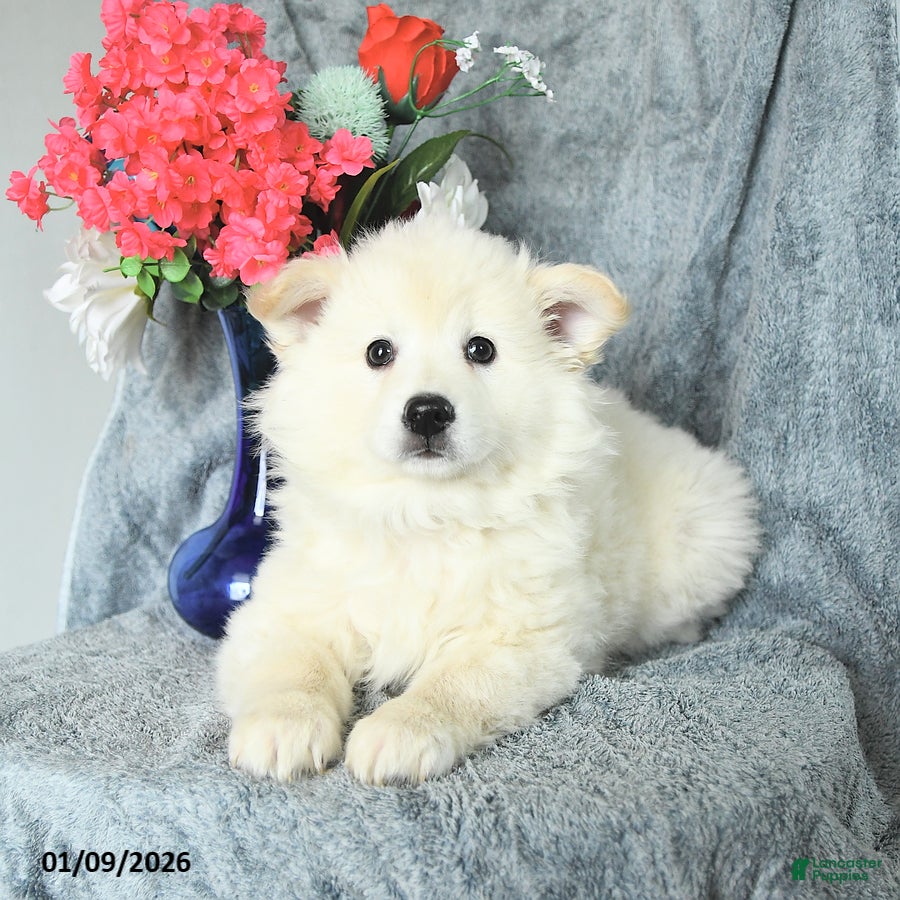 American Eskimo dogs Prince   - Ad 2