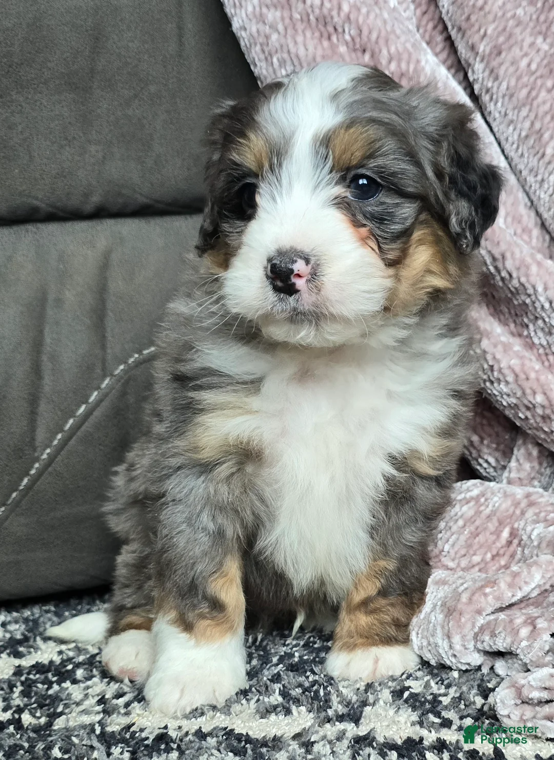 Mini Bernedoodle dogs for sale: Mini Archie - Ad 8