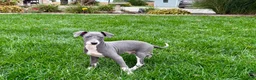 Italian Greyhound dogs for sale: Corbin  - Ad 8
