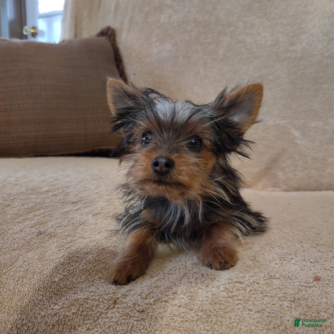 Pomchi dogs for sale: Monte - Ad 1