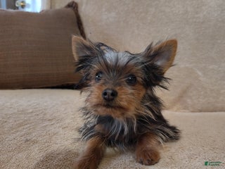 Pomchi dogs Monte - Ad 1