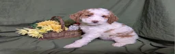 Mixed Breed dogs for sale: Prince - Ad 9