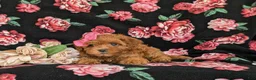 Shihpoo dogs for sale: Adelle - Ad 5