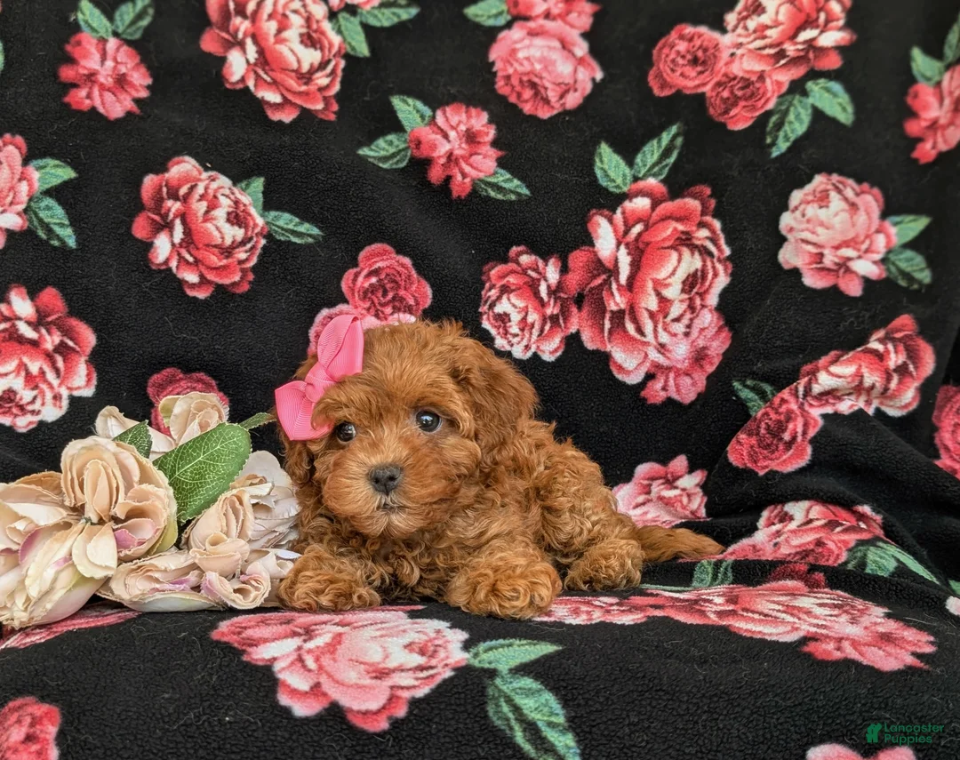 Shihpoo dogs for sale: Adelle - Ad 5
