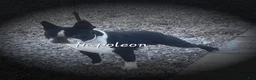 Boston Terrier dogs for sale: Pepsi - Ad 4