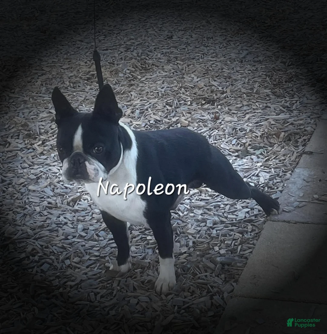 Boston Terrier dogs for sale: Pepsi - Ad 4