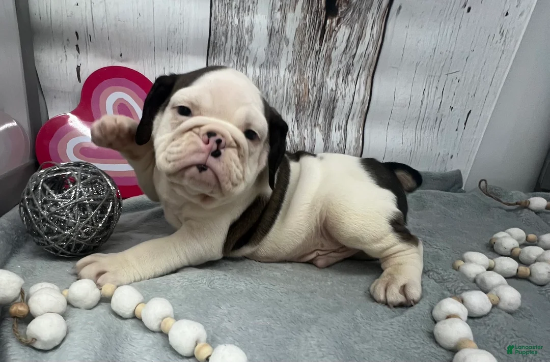 English Bulldog dogs for sale: Liam - Ad 3