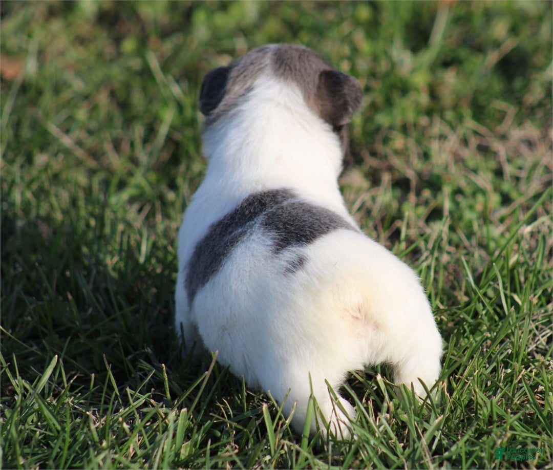 French Bulldog dogs for sale: French Bulldog Puppy 1 - Ad 2
