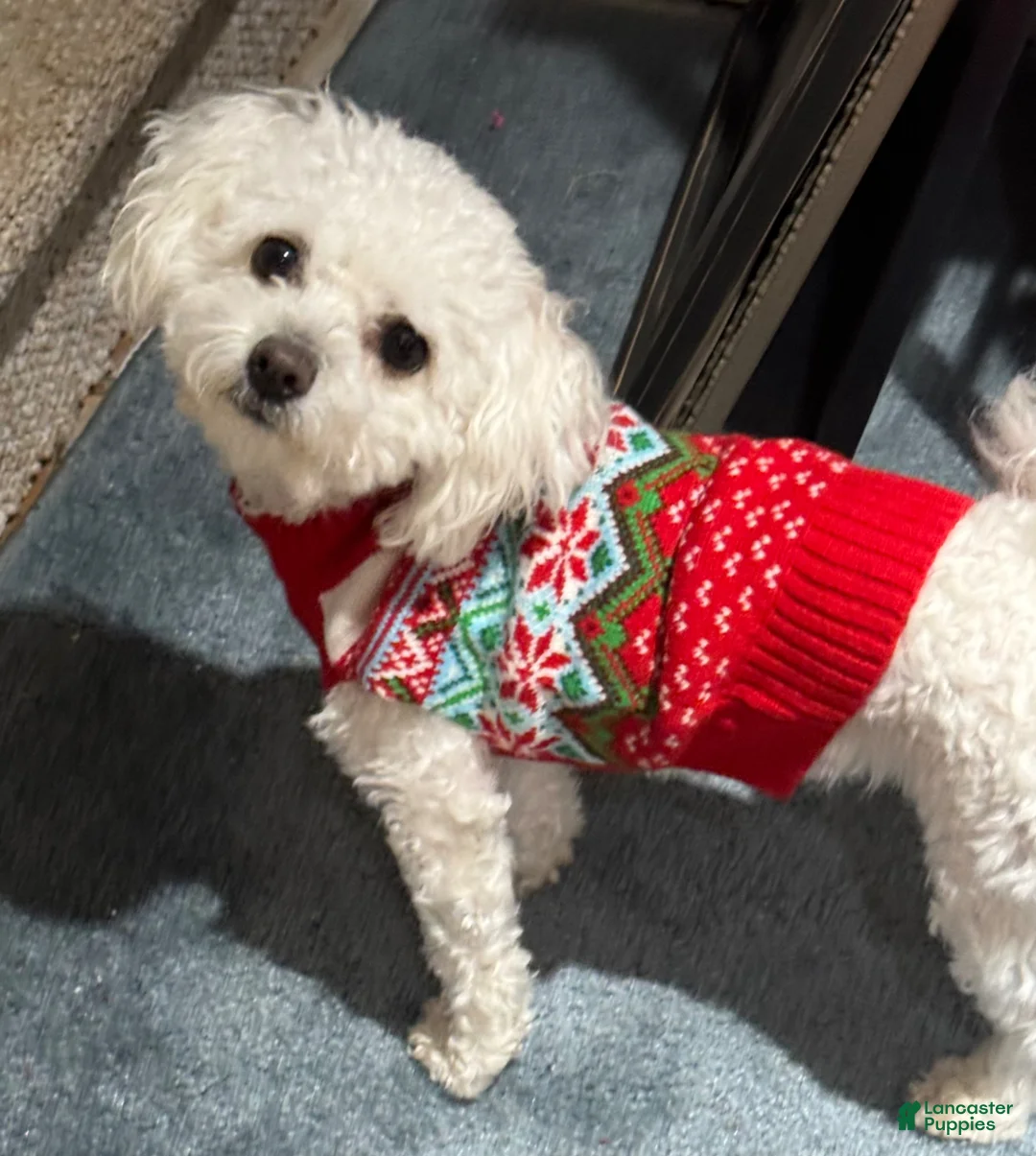 Bichon Frise dogs for sale: Bichon Frise Puppy 1 - Ad 2