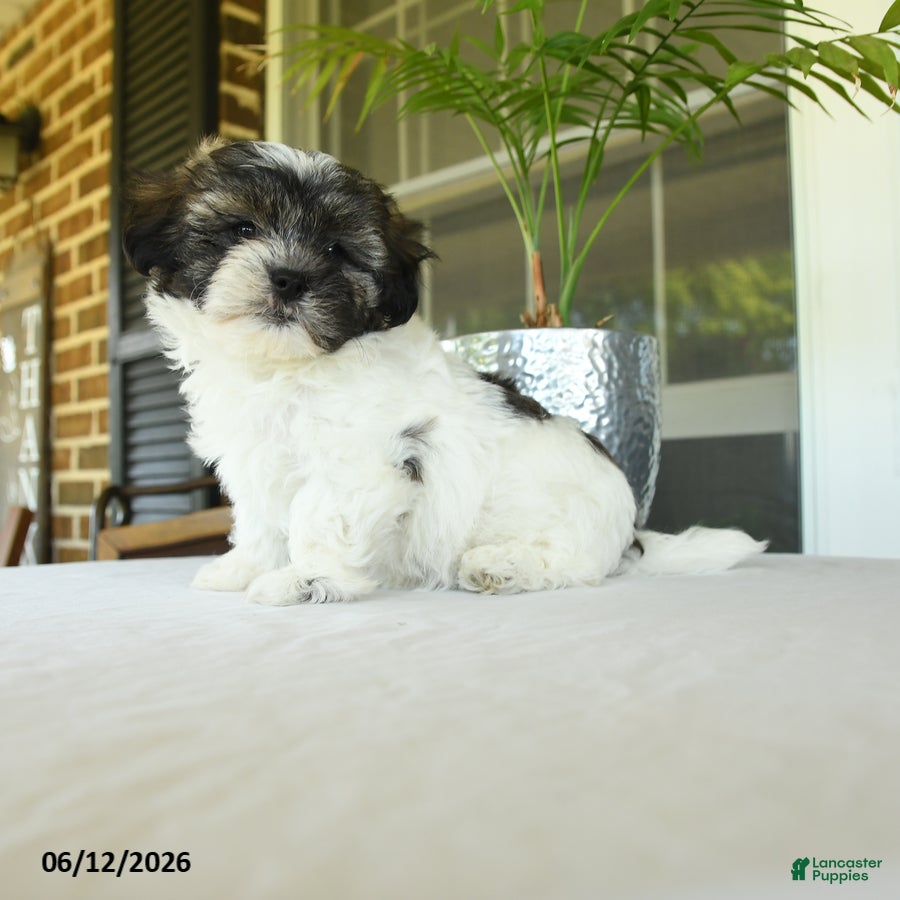 Teddy Bear dogs Kalli - Ad 2
