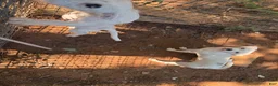 Jack Russell Terrier dogs for sale: Jack Russell Terrier 2 - Ad 2