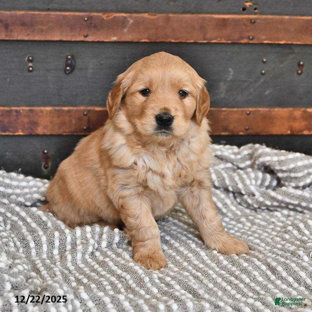 Golden Retriever dogs for sale: Sweet Pea - Ad 5