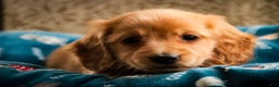 Miniature Dachshund dogs for sale: Snowflake - Ad 2