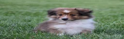 Shetland Sheepdog dogs for sale: Nova - Ad 3