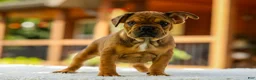 French Bulldog dogs for sale: Olive – Fawn Brindle/White - Ad 8