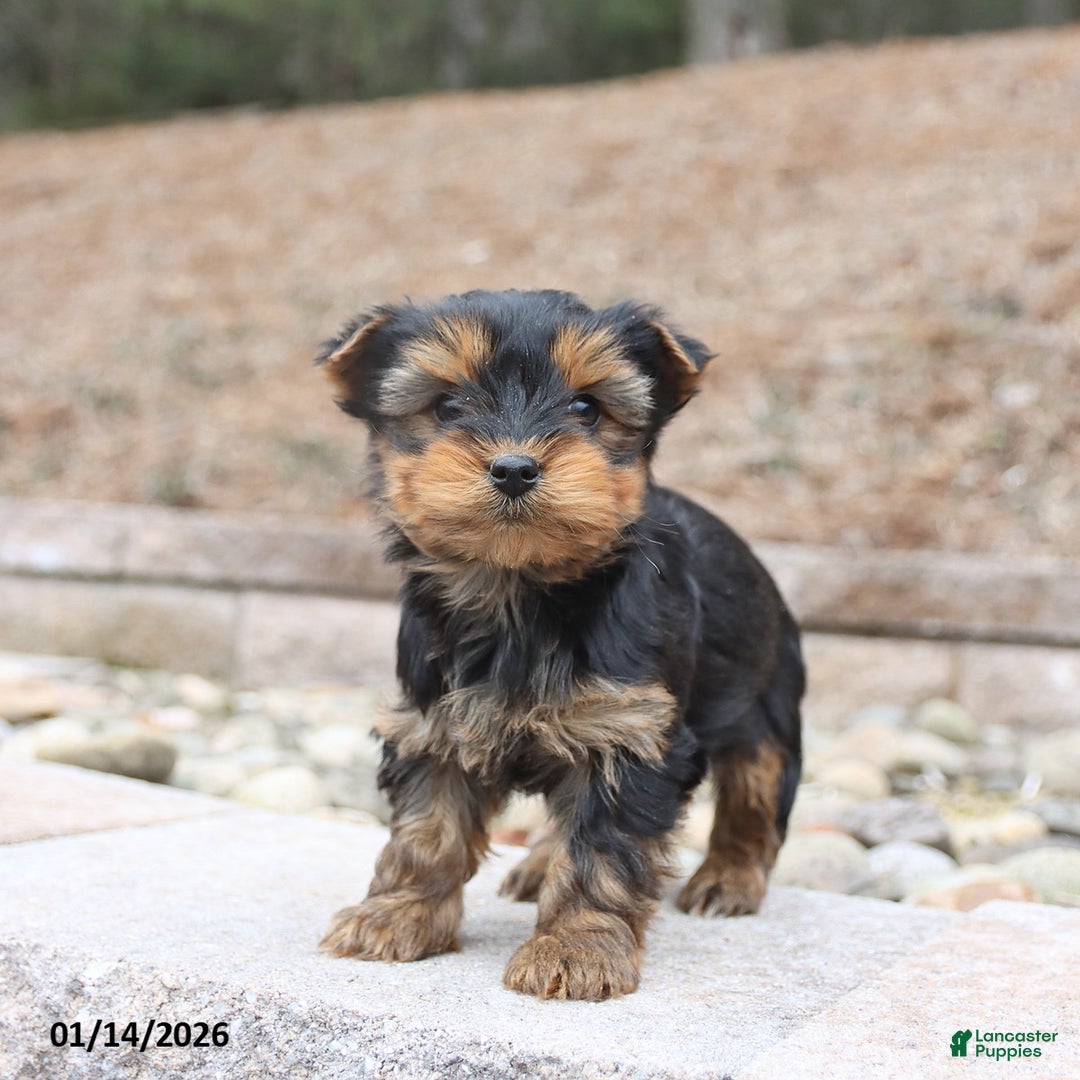 Yorkshire Terrier dogs for sale: Dozer - Ad 3
