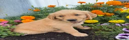 Golden Retriever dogs for sale: Hugo - Ad 5