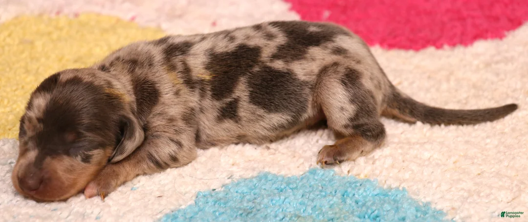 Miniature Dachshund dogs for sale: PHOENIX Blue/tan dapple smooth f - Ad 2