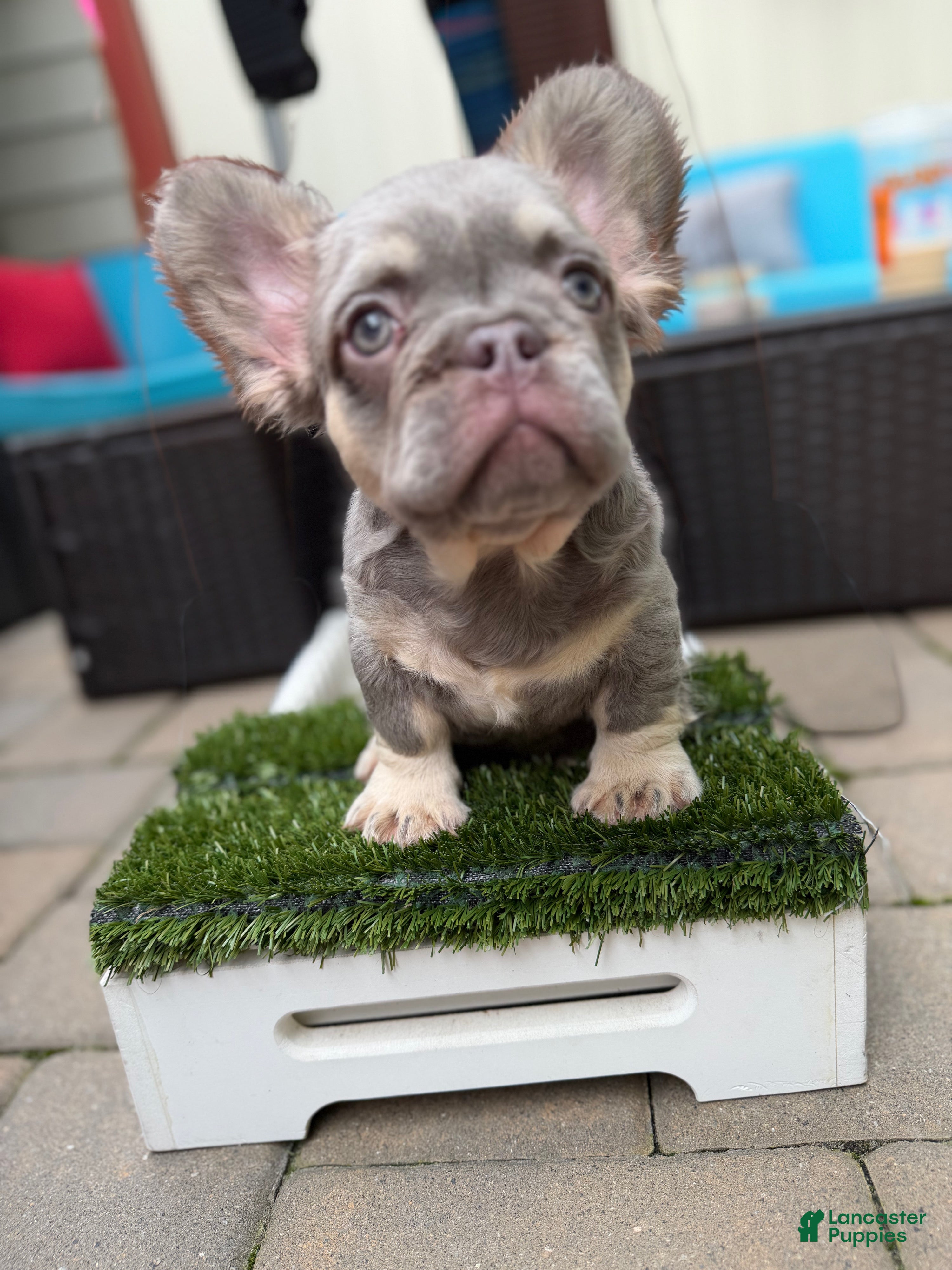 French Bulldog dogs YSL - Ad 2