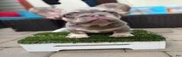 French Bulldog dogs for sale: YSL - Ad 2