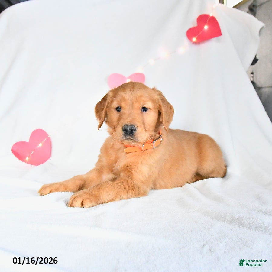 Golden Retriever dogs Maverick - Ad 25