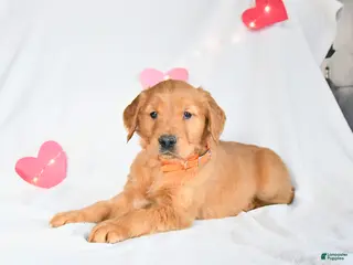 Golden Retriever dogs Maverick - Ad 32