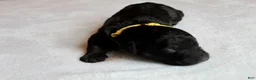 Mixed Breed dogs for sale: Shadow - Ad 6