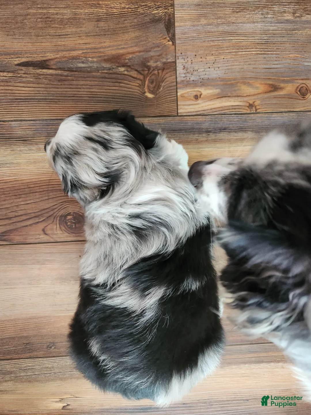 Miniature Australian Shepherd dogs for sale: Miniature Australian Shepherd Puppy 3 - Ad 1
