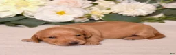 Miniature Dachshund dogs for sale: Chai - Ad 1