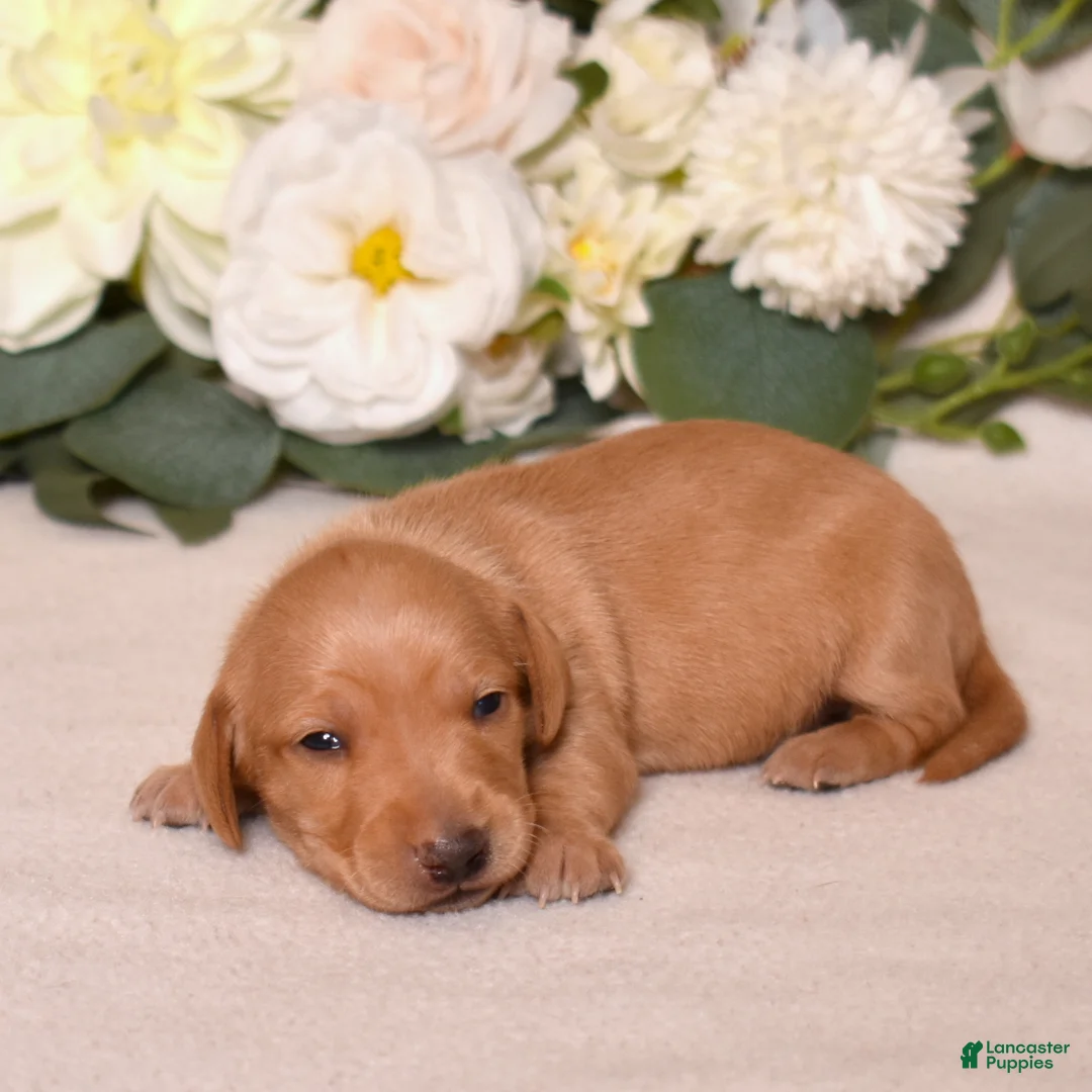 Miniature Dachshund dogs for sale: Chai - Ad 1
