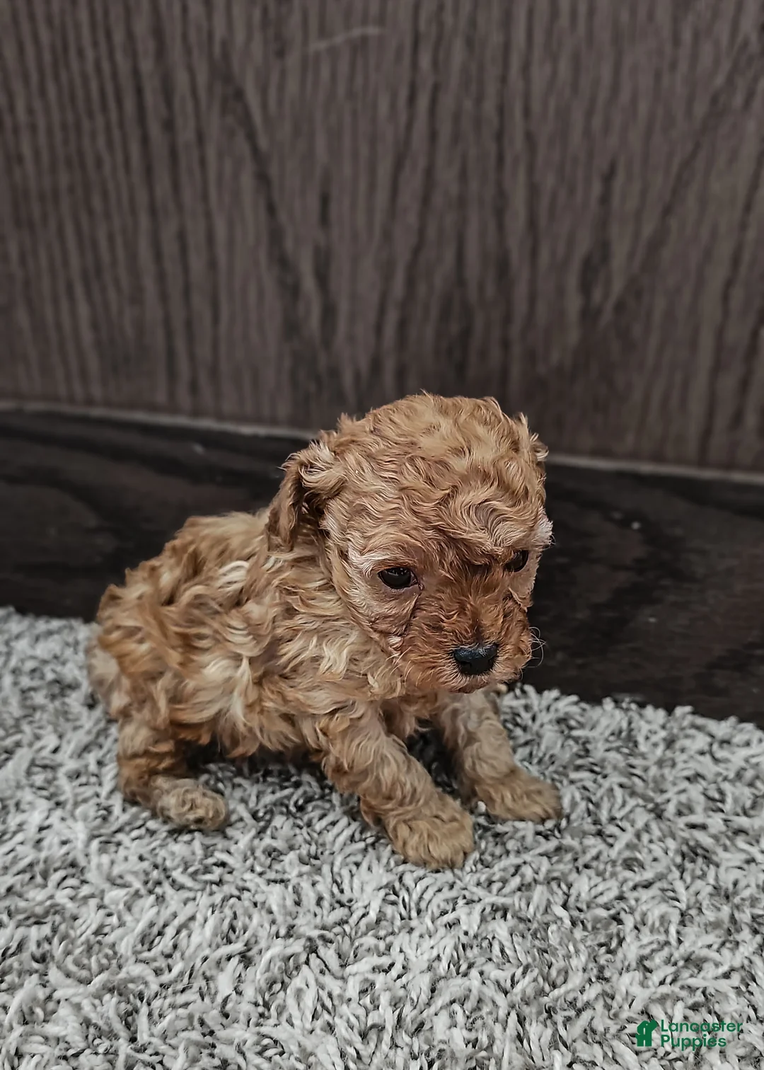 Toy Poodle dogs for sale: Teddy - Ad 3