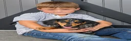Dachshund dogs for sale: Dachshund 1 - Ad 4